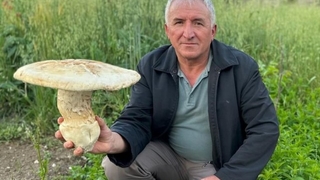 2 kiloluk dev mantar görenleri şaşırttı