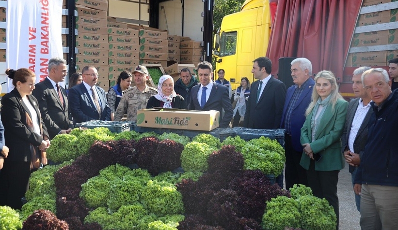 2 milyon 900 bin marul fidesi dağıtıldı