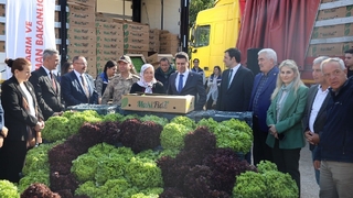 2 milyon 900 bin marul fidesi dağıtıldı