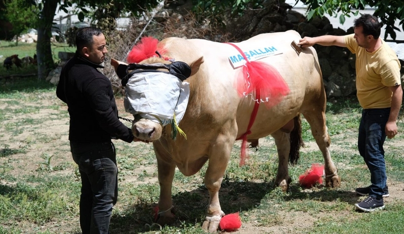 2 ton ağırlığındaki tosun, 120 bin liradan satışa çıktı