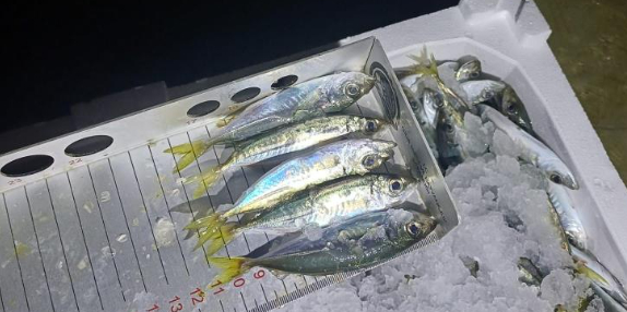 2 tona yakın istavrite el koyuldu