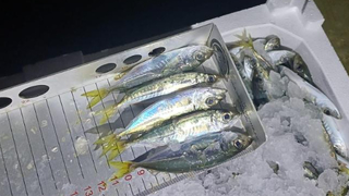 2 tona yakın istavrite el koyuldu