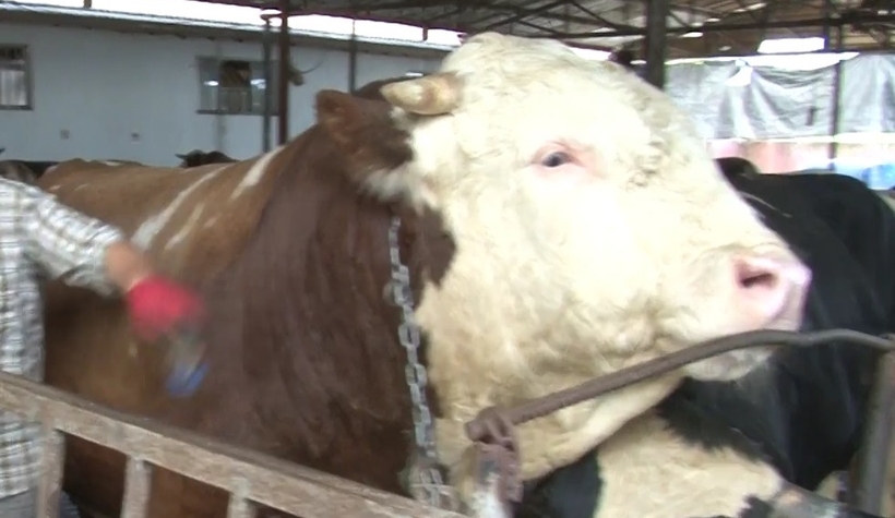 2 tonluk dev kurbanlık