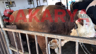 2 tonluk dev kurbanlık