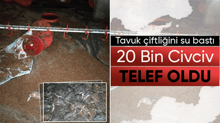 20 bin civciv telef oldu