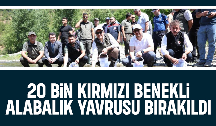 20 bin kırmızı benekli alabalık derelere bırakıldı