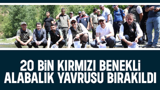 20 bin kırmızı benekli alabalık derelere bırakıldı
