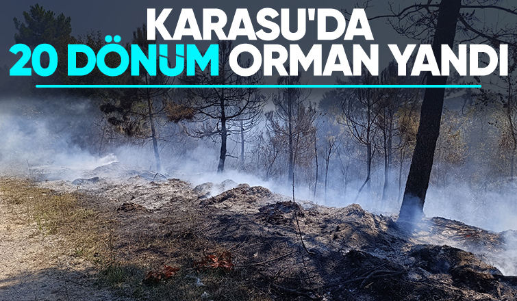 20 dönümlük orman yandı