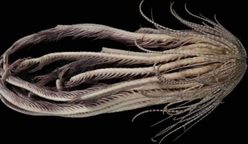 20 kollu yaratık keşfedildi