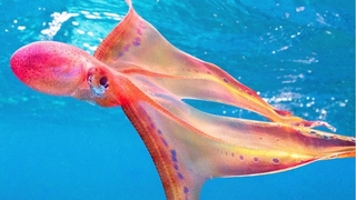 20 yıl sonra yeniden görüldü