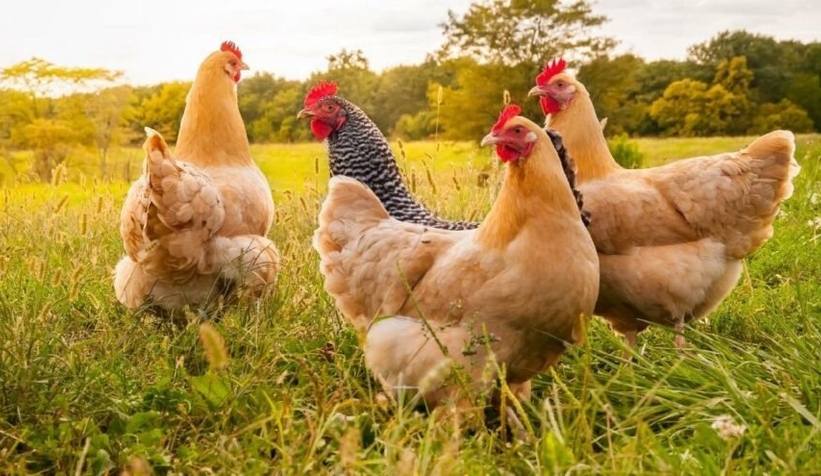 2021’de tavuk eti üretimi arttı, yumurta üretimi düştü