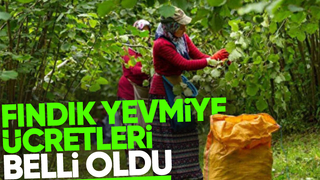 2024 fındık yevmiye ücretleri açıklandı
