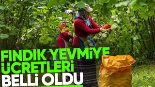 2024 fındık yevmiye ücretleri açıklandı