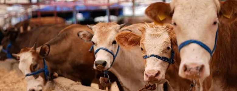 2026 kurbanlık hisse fiyatları açıklandı