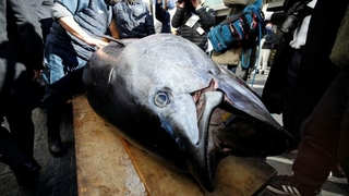 211 kilogramlık orkinos 1.9 milyon TL’ye satıldı