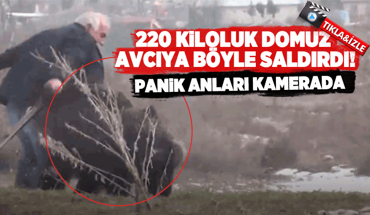 220 kiloluk domuz avcıya böyle saldırdı