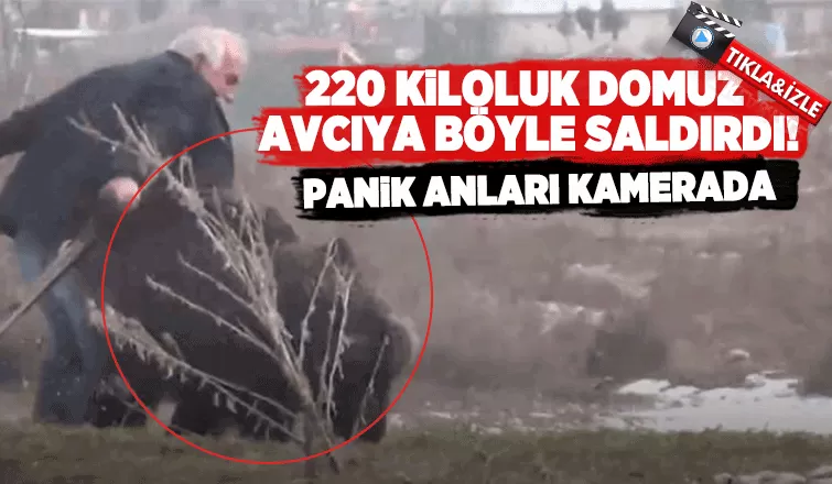 220 kiloluk domuz avcıya böyle saldırdı