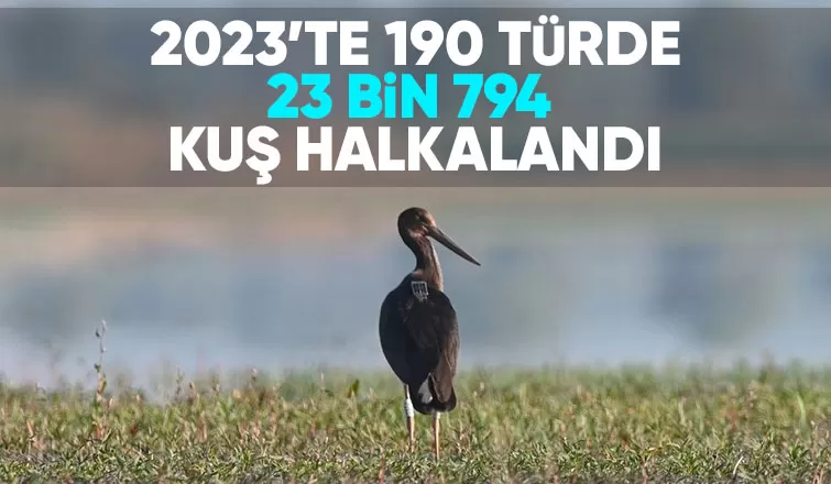 23 bin 794 kuş halkalandı