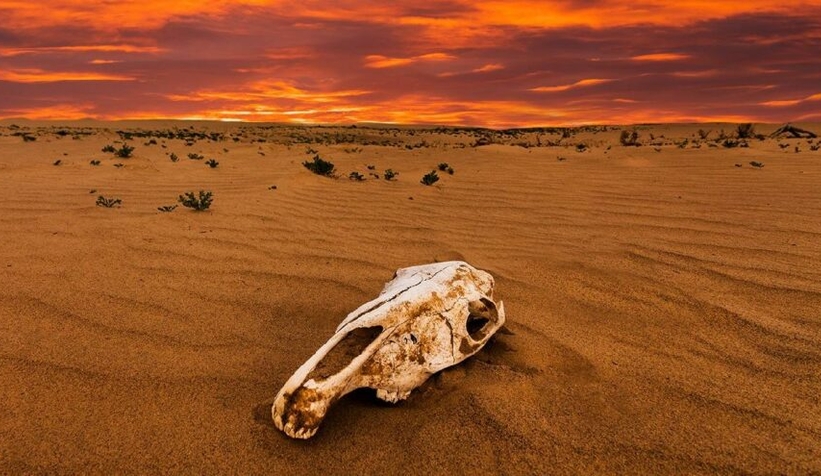 23 canlı türünün nesli tükendi