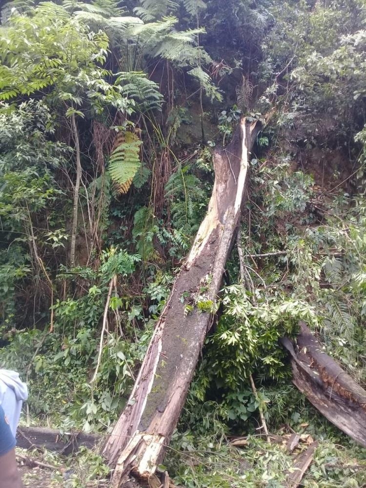 25 metrelik ağaç devrildi: 3 ölü, 1 yaralı