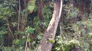 25 metrelik ağaç devrildi: 3 ölü, 1 yaralı