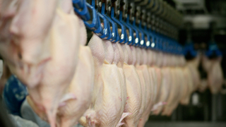 250 işçiyi ücretsiz izne çıkardı