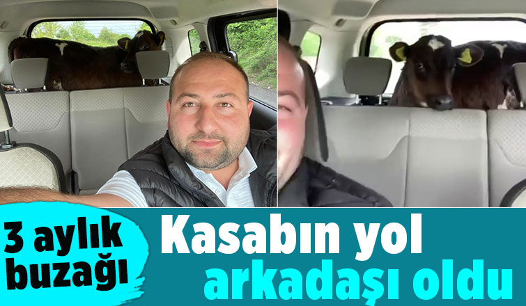 3 aylık buzağı, kasabın yol arkadaşı oldu