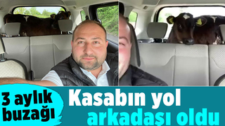 3 aylık buzağı, kasabın yol arkadaşı oldu
