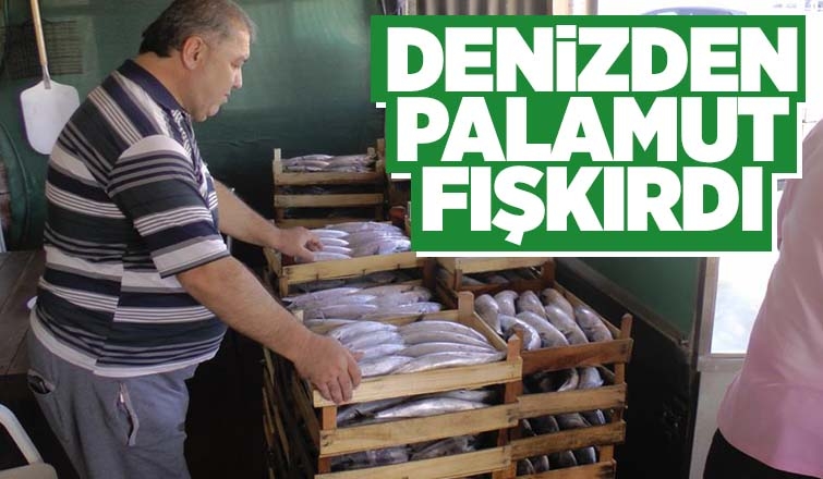 3 bin kasa palamut çıktı