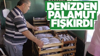 3 bin kasa palamut çıktı