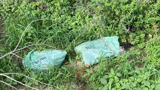 3 çuval dolusu ölü tavuk attılar