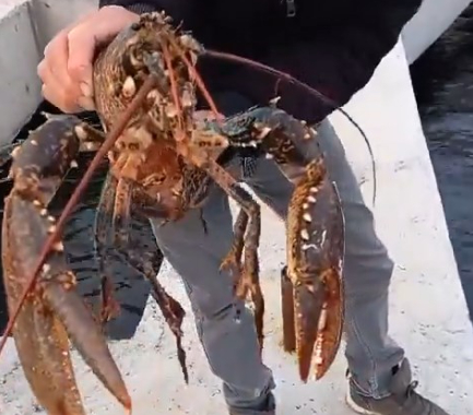 3 kiloluk ıstakoz yakaladı