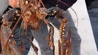 3 kiloluk ıstakoz yakaladı