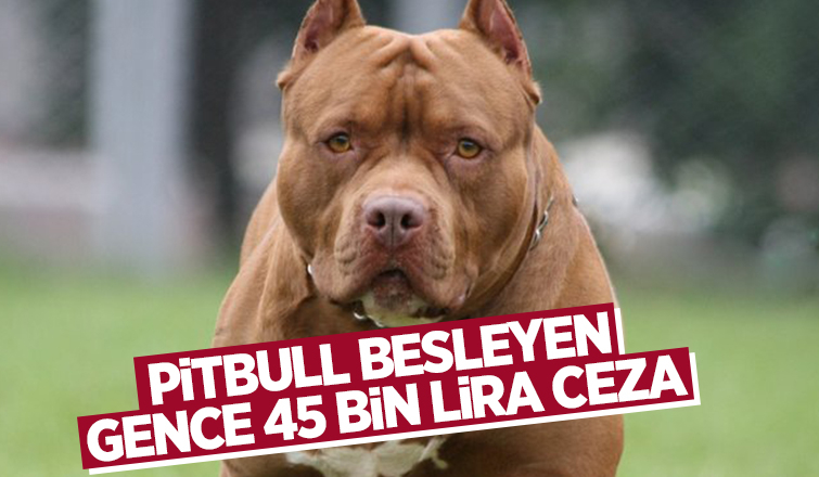 3 Pitbul ile yakalanan gence 45 bin lira ceza