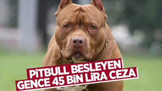 3 Pitbul ile yakalanan gence 45 bin lira ceza