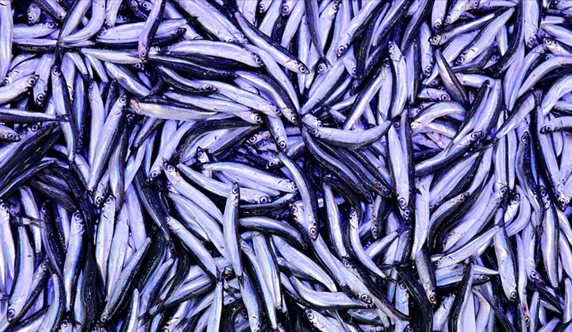 3 ton hamsi dağıtılacak