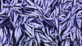 3 ton hamsi dağıtılacak