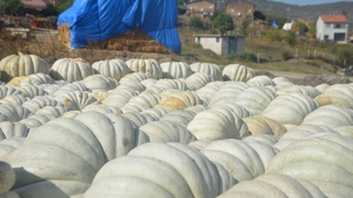 30 kilogram gelen kestane kabağı hasadı başladı