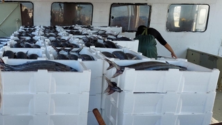 30 ton torik avladılar