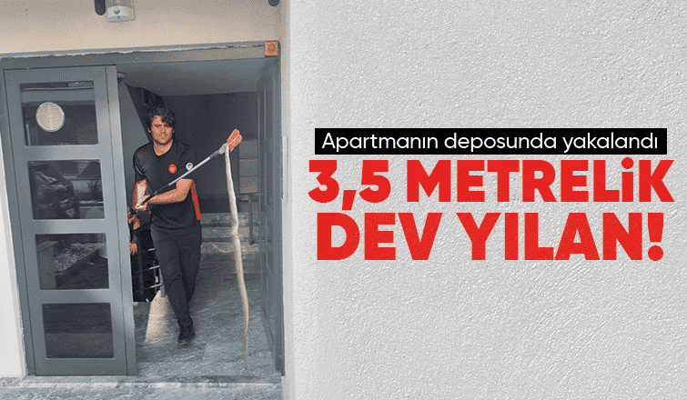 3,5 metrelik dev yılan yakalandı