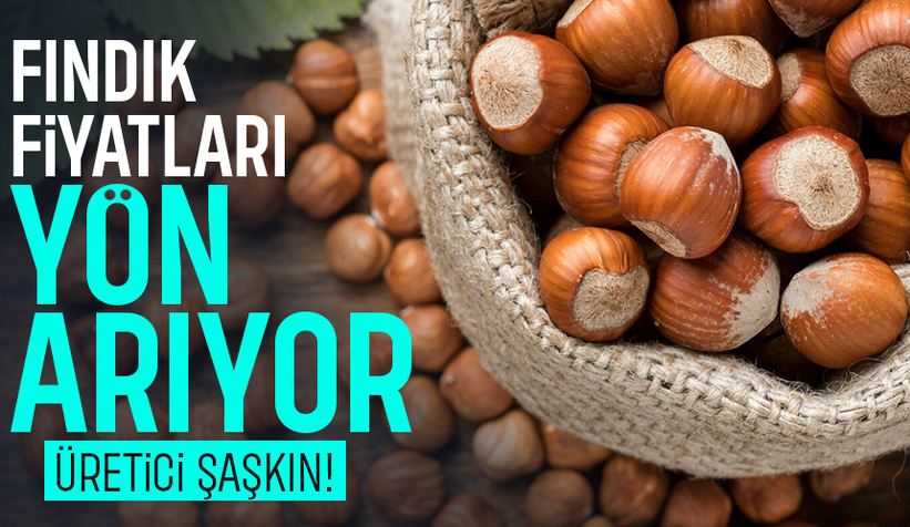 350 Liradan 280’e:geriledi; Fındıkta sert düşüşün nedeni