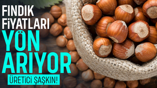 350 Liradan 280’e:geriledi; Fındıkta sert düşüşün nedeni