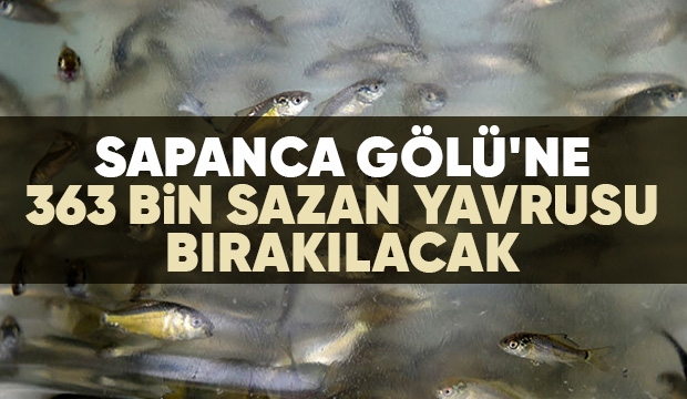 363 bin sazan yavrusu göle bırakılacak