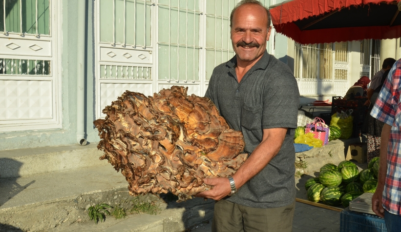 37 Kiloluk dev mantar buldu