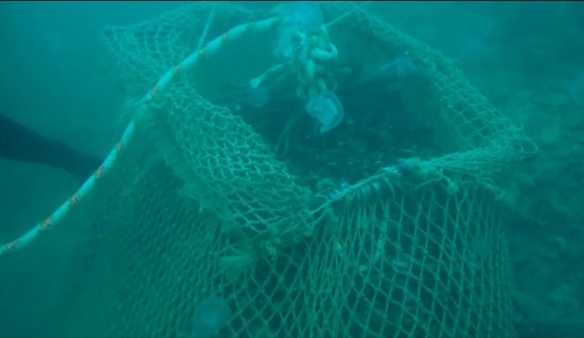 4 buçuk ton kaçak midye ele geçirildi