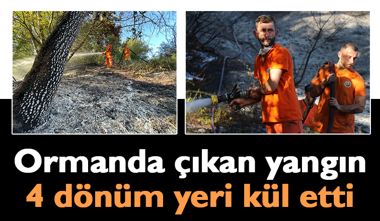 4 dönümlük orman çıkan yangında zarar gördü