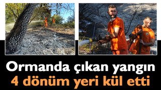 4 dönümlük orman çıkan yangında zarar gördü