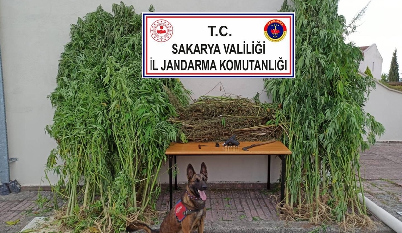 4 ilçede büyük uyuşturucu operasyonu