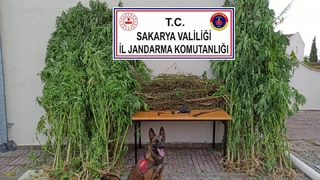 4 ilçede büyük uyuşturucu operasyonu