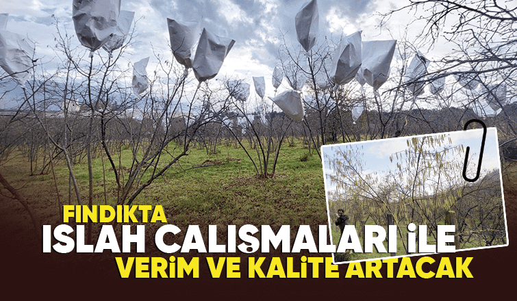 4 ilçede fındıkta ıslah çalışması